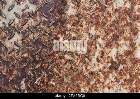 Rusting surface of old steel sheets for a long time white corroded paint in suburban city area Stock Photo
