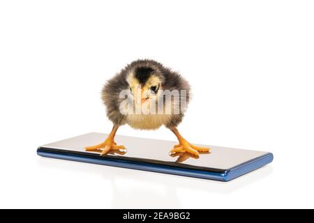 little yellow-black chicken stands on the screen of a smartphone isolated on white background Stock Photo