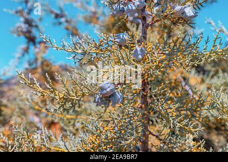 Arizona cypress cones close - up in bright sunlight in summer. Stock Photo