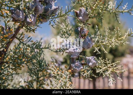 Arizona cypress cones close - up in bright sunlight in summer. Stock Photo