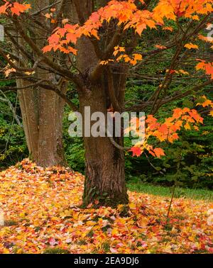 Europe, Germany, Hessen, Marburg, Botanical Garden of the Philipps University on the Lahn Mountains, red maple (acer rubrum) in autumn leaves Stock Photo