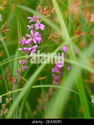 Europe, Germany, Hesse, Marburg, Botanical Garden of the Philipps University on the Lahn Mountains, flowers of the purple loosestrife (Lythrum salicaria) between rush grass Stock Photo