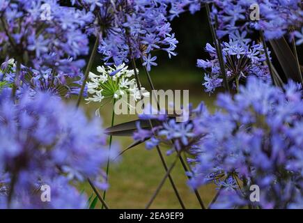 Europe, Germany, Hessen, Marburg, Botanical Garden of the Philipps University on the Lahn Mountains, blue African lily (Agapanthus) Stock Photo