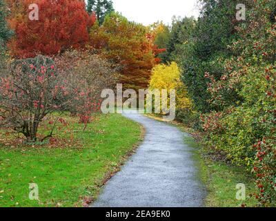 Europe, Germany, Hessen, Marburg, botanical garden of the Philipps University on the Lahn Mountains, path through the autumn arboretum Stock Photo