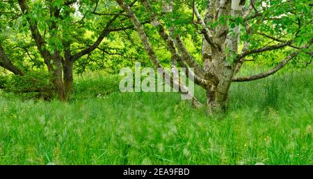 Europe, Germany, Hessen, Marburg, Botanical Garden of the Philipps University on the Lahn Mountains, summer meadow in the arboretum Stock Photo