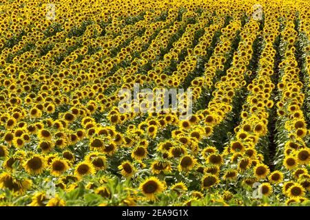 Beautiful field of sunflowers in France Stock Photo
