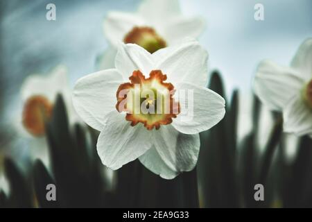 A daffodil with white petals and an orange center trumpet as seen face-on during an over cast day.  Other daffodils are out of focus in the background Stock Photo