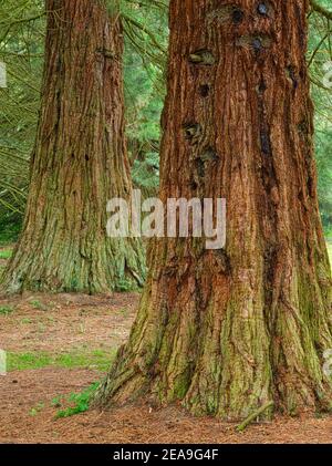 Europe, Germany, Hesse, Marburg, Botanical Garden of the Philipps University on the Lahn Mountains, sequoia trees (Sequoia sempervirens) in the arboretum Stock Photo