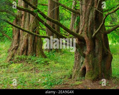 Europe, Germany, Hesse, Marburg, Botanical Garden of the Philipps University on the Lahn Mountains, primeval sequoia trees (Metasequoia) in the arboretum Stock Photo