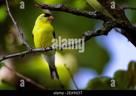 A male goldfinch looks to the right from his perch on a dead tree branch on a summer morning. Stock Photo
