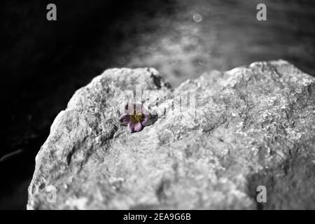 A single multi-floral rose flower on a rock next to a stream.  Imaged in ultraviolet light on a summer afternoon. Stock Photo