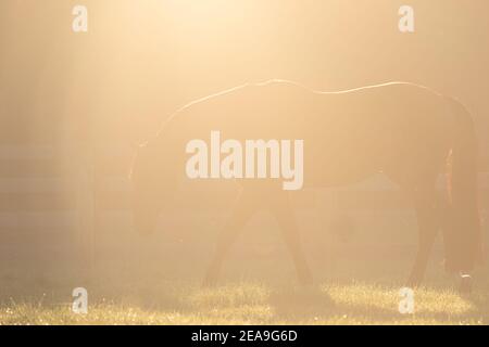 A horse is barely visible in this intentionally overexposed photo.  Warm highlights appear along its back.  Light source is above. Stock Photo