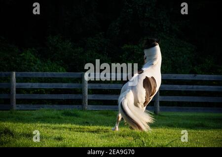 A black and white gypsy vanner horse stands on its hind legs before making a sharp turn in a green pasture.  It's back is turned to the camera. Stock Photo