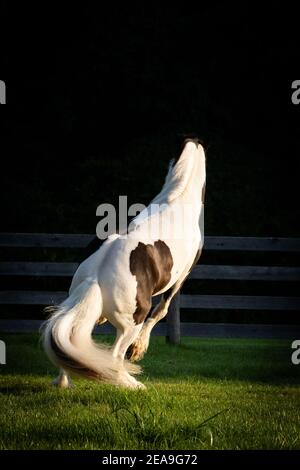 A black and white gypsy vanner horse stands on its hind legs before making a sharp turn in a green pasture.  It's back is turned to the camera. Stock Photo