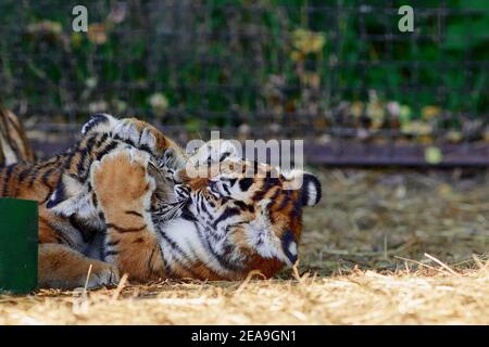 Little tiger cubs playing. young Tiger. Stock Photo