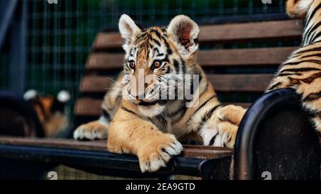 Little tiger cubs playing. young Tiger. Stock Photo