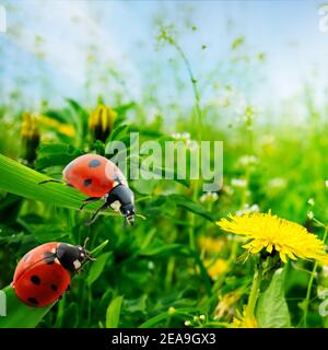 Ladybugs on green leaves in background sunrise Stock Photo