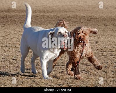 Dogs chasing balls and each other at a dog park in Bend, Oregon. Stock Photo