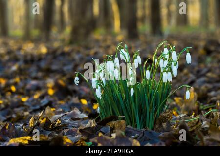 A clump of Snowdrops in a Dorset wood with low golden winter sunshine Stock Photo