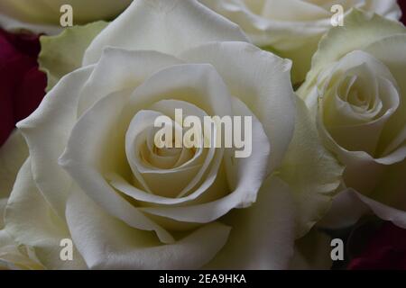 White Roses Close Up Stock Photo