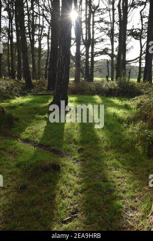 Long Woodland Shadows Stock Photo