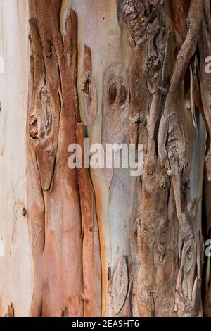 Peeling Bark and trunk of a Eucalyptus tree, Spain. Stock Photo