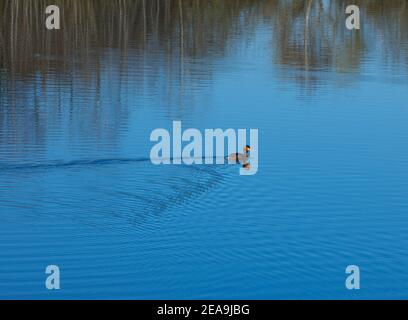 Europe, Germany, Hesse, Marburger Land, Swan Lake near Kirchhain, Great Crested Grebe Stock Photo