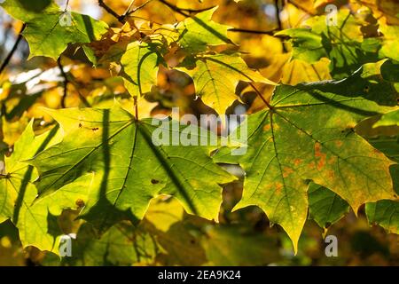 Autumn leaves on the Halberg near Saarbrücken, Saarland, Germany Stock Photo