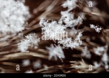 Large flakes of snow with individual snowflakes lie on the long dark natural fur of a woman's hat, selective focus, blur, macro photography Stock Photo