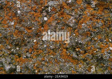 background, texture - the surface of a limestone rock with fossil shells, covered with orange lichen Stock Photo