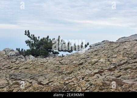 small crooked pine tree grows on a rock at the edge of a precipice