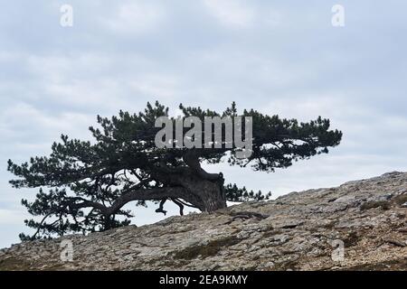 bizarre crooked pine tree grows on a rock at the edge of a precipice