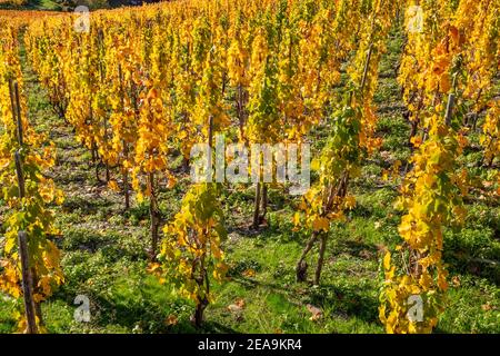 Vineyards near Mayschoss in the Ahr Valley in autumn, Rhineland-Palatinate, Germany Stock Photo