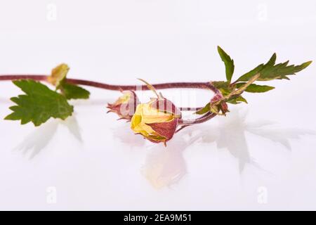 Geum rivale, Water Avens flower, Nodding Avens, on a white background.  The root can be used for a flavorful tea for treating children with dysentery Stock Photo