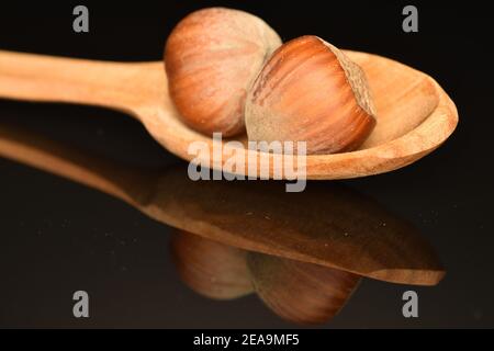 Two whole round ripe organic hazelnuts, one whole peeled kernel and one broken in half, lie on a wooden spoon, on a black background. Stock Photo