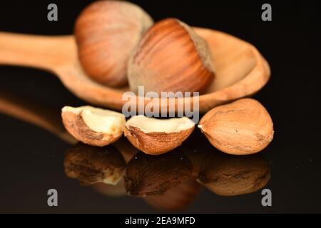 Two whole round ripe organic hazelnuts, one whole peeled kernel and one broken in half, lie on a wooden spoon, on a black background. Stock Photo