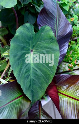 Colocasia esculenta Pink China,ensete ventricosum  maurelii,banana,leaves,foliage,exotic,tropical,mixed planting scheme,mixed  planting combination,trop Stock Photo - Alamy