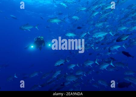 School of bigeye mackerel (Caranx sexfasciatus) and scuba divers, Cocos Island, Costa Rica, Pacific, Pacific Ocean Stock Photo