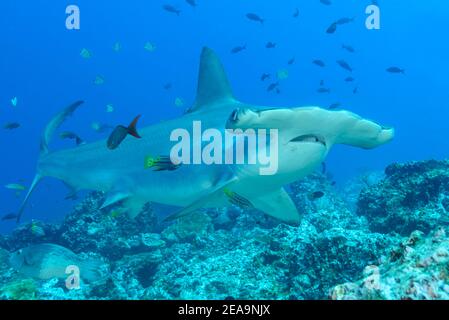 Bowhead hammerhead shark (Sphyrna lewini) at the cleaning station and juvenile Mexican hogfish with (Bodianus diplotaenia) as cleaner fish, Cocos Island, Costa Rica, Pacific, Pacific Ocean Stock Photo