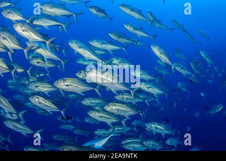 School of bigeye mackerel (Caranx sexfasciatus), Cocos Island, Costa Rica, Pacific, Pacific Ocean Stock Photo