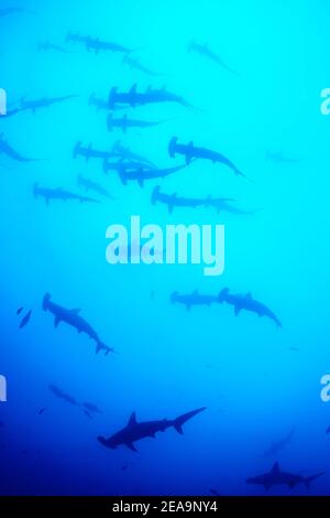 Bow-forehead hammerheads (Sphyrna lewini), school of sharks, Cocos Island, Costa Rica, Pacific, Pacific Ocean Stock Photo