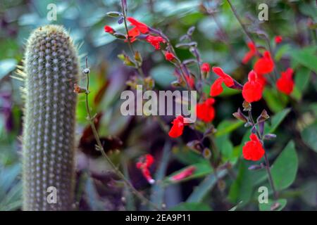 salvia blepharophylla painted lady,salvias,scarlet red flower,flowers,flowering,cactus,mixed planting scheme,salvias and cacti,salvia and cactus,RM Fl Stock Photo