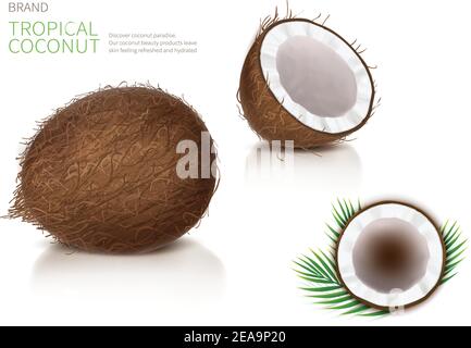 Broken and whole coconut, half coco nut with green palm leaves, isolated on white background, top view. Design element for food packaging, ingredient for natural organic cosmetics. Stock Vector