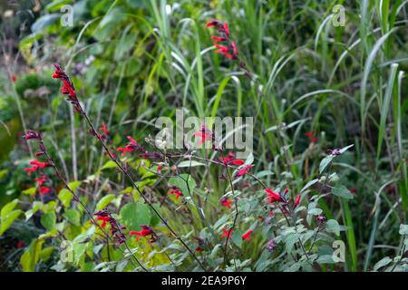 Salvia microphylla Jezebel,cherry-red flowers,flowering,perennial,blooming,cherry-red salvia flower,RM Floral Stock Photo