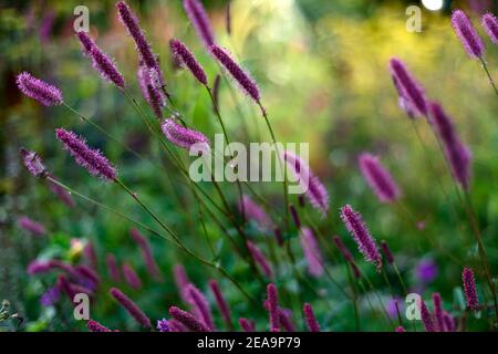 Sanguisorba Pink September,sanguisorbas,pink bottlebrush flowers,pink flowers,flowering,mixed planting scheme,mixed border,RM floral Stock Photo