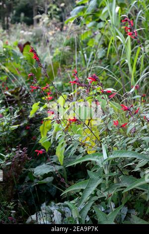 Salvia microphylla Jezebel,cherry-red flowers,flowering,perennial,blooming,cherry-red salvia flower,RM Floral Stock Photo