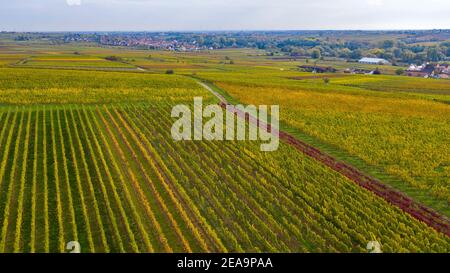 Vineyards in autumn near Siebeldingen, Pfalz, Rhineland-Palatinate, Germany Stock Photo