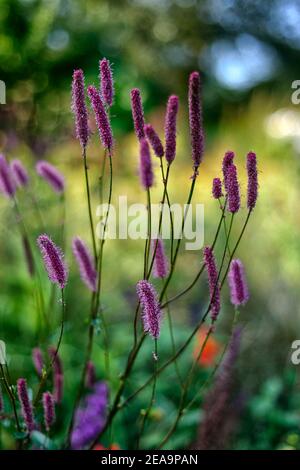 Sanguisorba Pink September,sanguisorbas,pink bottlebrush flowers,pink flowers,flowering,mixed planting scheme,mixed border,RM floral Stock Photo