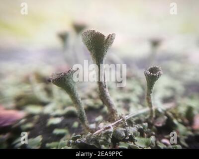 Trumpet lichen. Close-up of nature in the forest, mushrooms Stock Photo