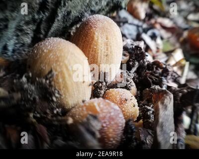 Mica cap, coprinellus micaceus. Close-up of nature in the forest, mushrooms Stock Photo